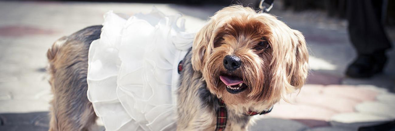 Special Guests Pets in a wedding