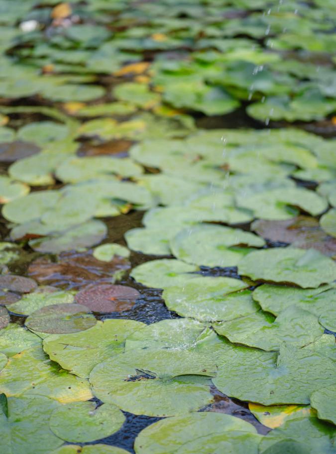 foto  Wedding in Villa Oliva