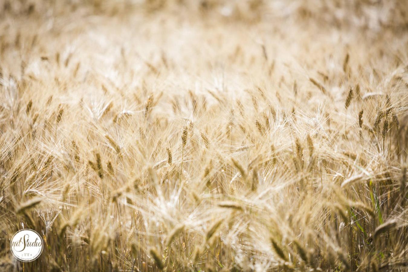 foto  Alex and Nicolle - Wedding in San Galgano Abbey
