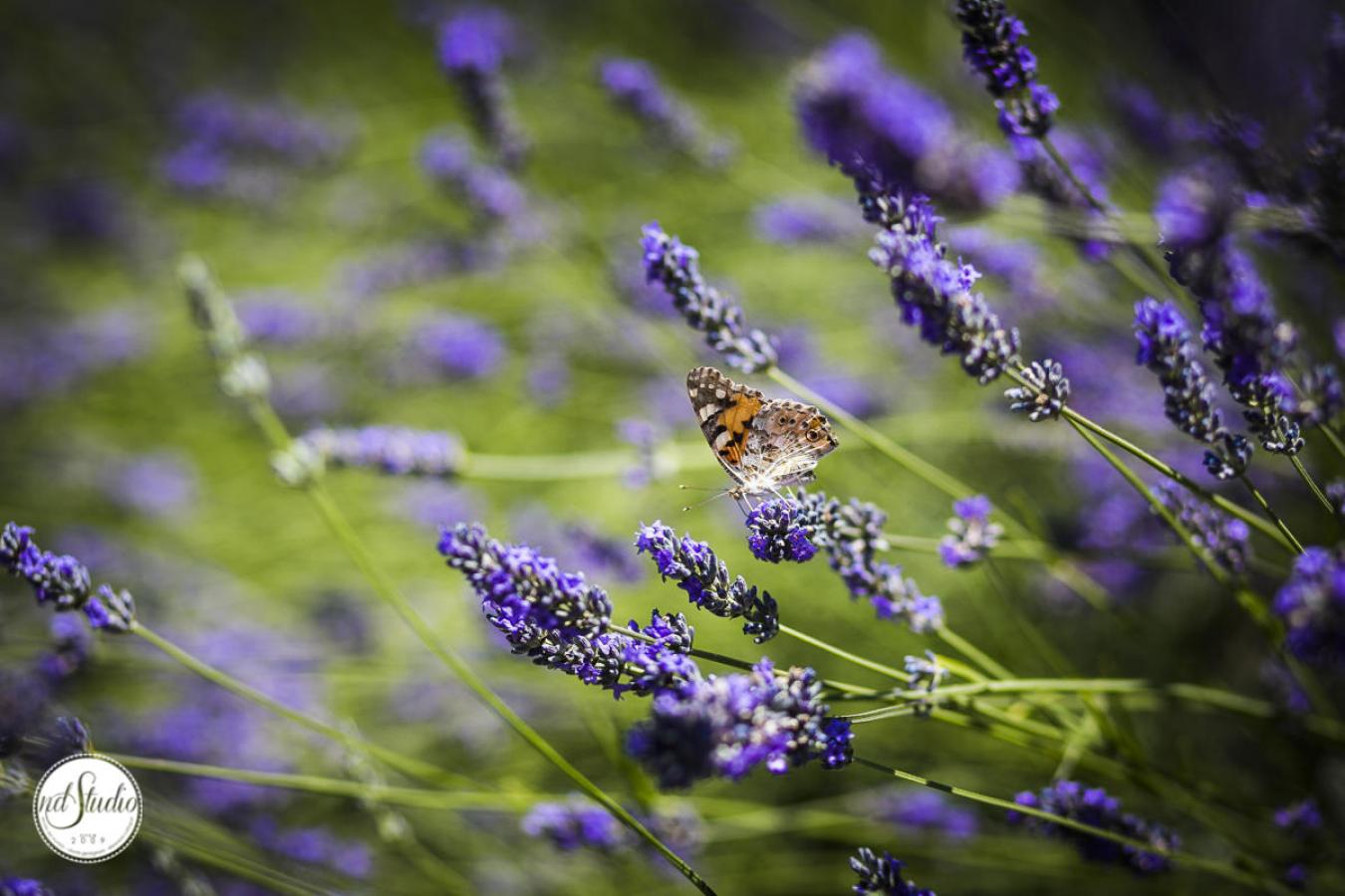 foto  Alex and Nicolle - Wedding in San Galgano Abbey