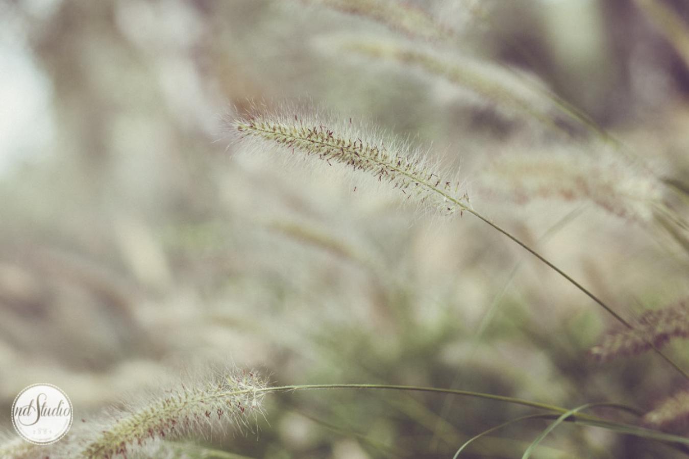 foto  Andy and Theresa - Wedding in Tuscany